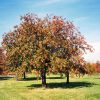 Oakleaf Mountain Ash #5 - Image 2
